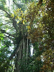 001 Cathedral Fig Tree
